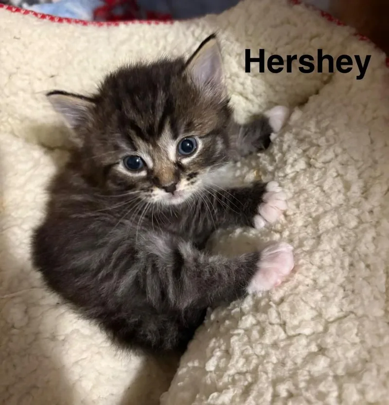 Hershey