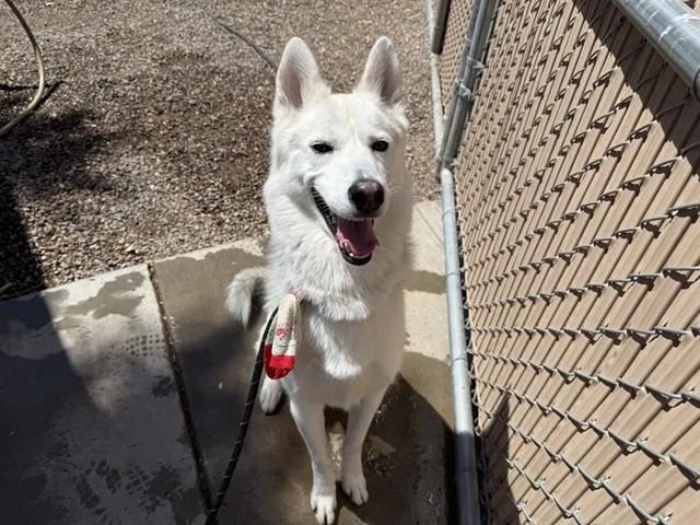 An adult large-sized male Husky dog named Tumbler for adoption in Phoenix, AZ