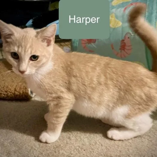 A baby small-sized male Domestic Short Hair cat named Harper for adoption in Chalfont, PA