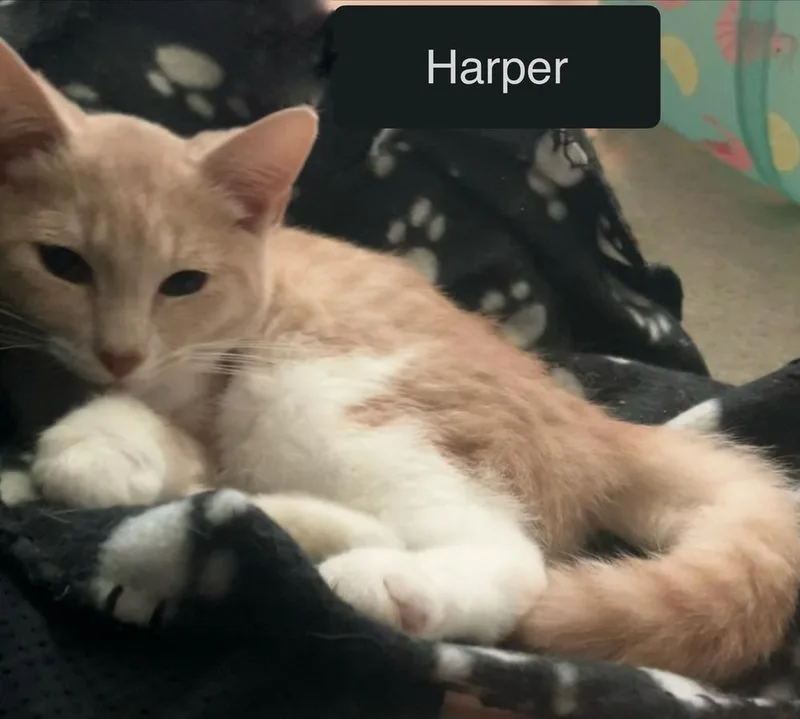 Harper thumbnail 3