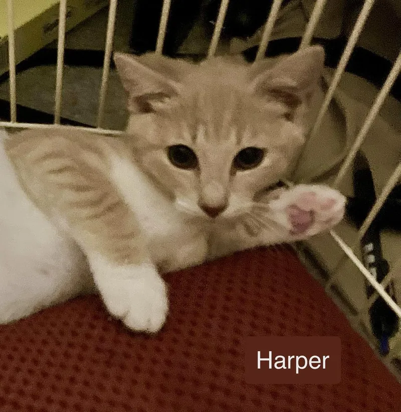 Harper thumbnail 4