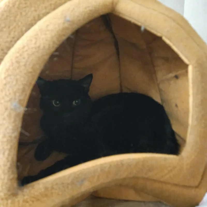 A young medium-sized male Black Domestic Short Hair cat named Jaz for adoption in Conway, NH