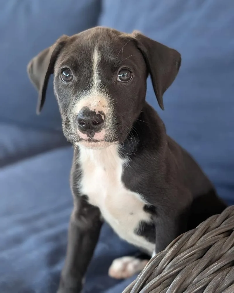 A baby medium-sized male Tricolor (Brown, Black, & White) Australian Cattle Dog / Blue Heeler dog named Lemon Lou for adoption in Shawnee, OK