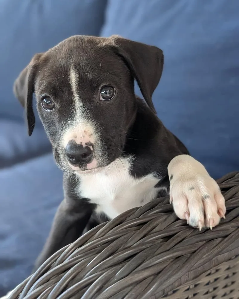 Lemon Lou thumbnail 2