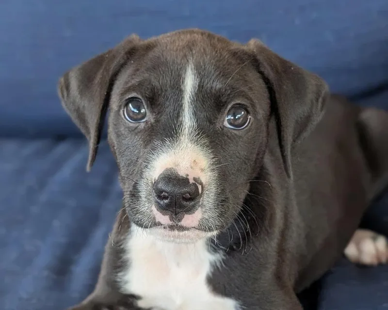 Lemon Lou thumbnail 3