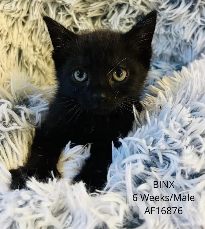 A young medium-sized male Black Domestic Short Hair cat named Binx for adoption in Supply, NC