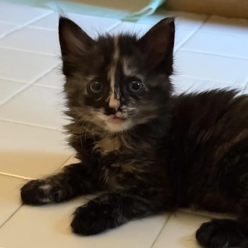A baby small-sized female Tortoiseshell Domestic Medium Hair cat named Streak for adoption in Bel Air, MD