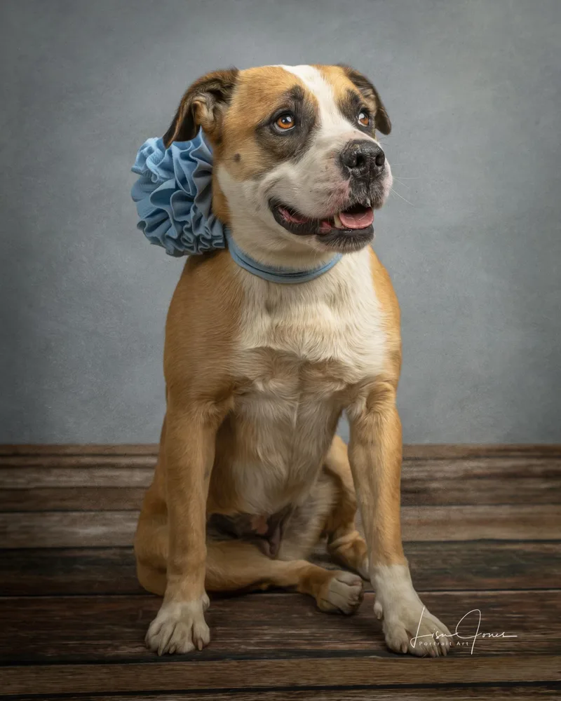 A young medium-sized female Mixed Breed dog named Darcy for adoption in Cullman, AL