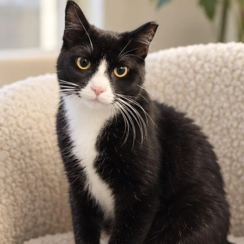 An adult medium-sized male Black Domestic Short Hair cat named Felix for adoption in Boston, MA