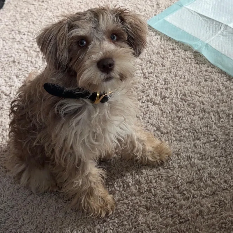 A baby small-sized female Miniature Schnauzer dog named Kali for adoption in atlanta, GA