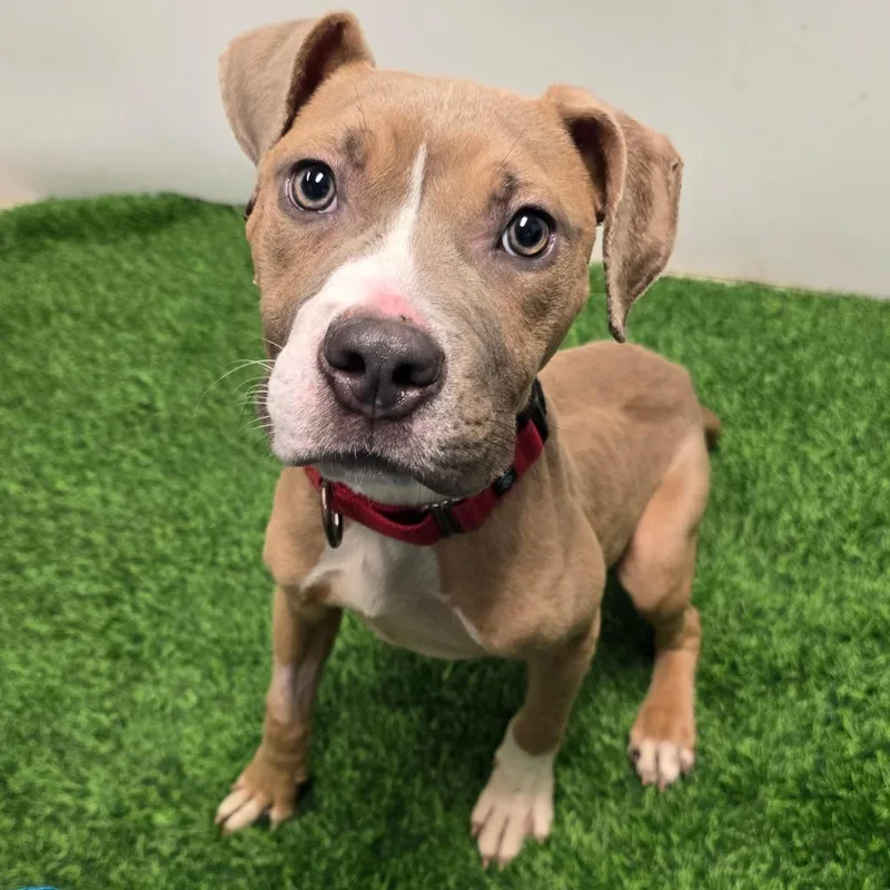 Xylophone thumbnail 2