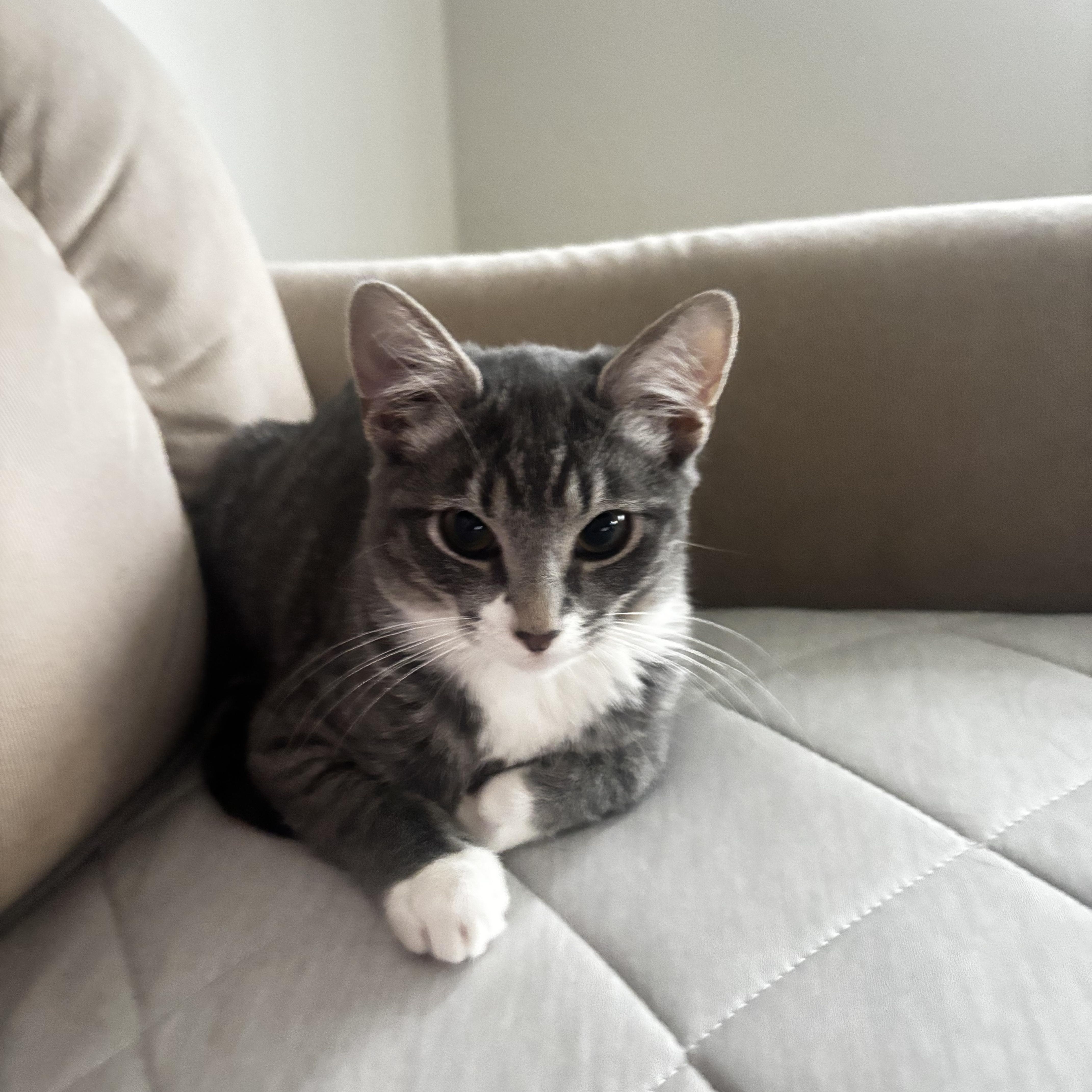 A baby medium-sized female Tabby (Gray / Blue / Silver) Domestic Short Hair cat named Rain for adoption in Beltsville, MD