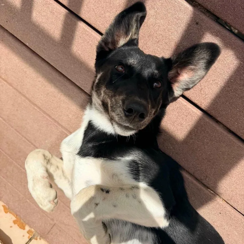 A young medium-sized female Black Hound dog named Loretta for adoption in Tacoma, WA