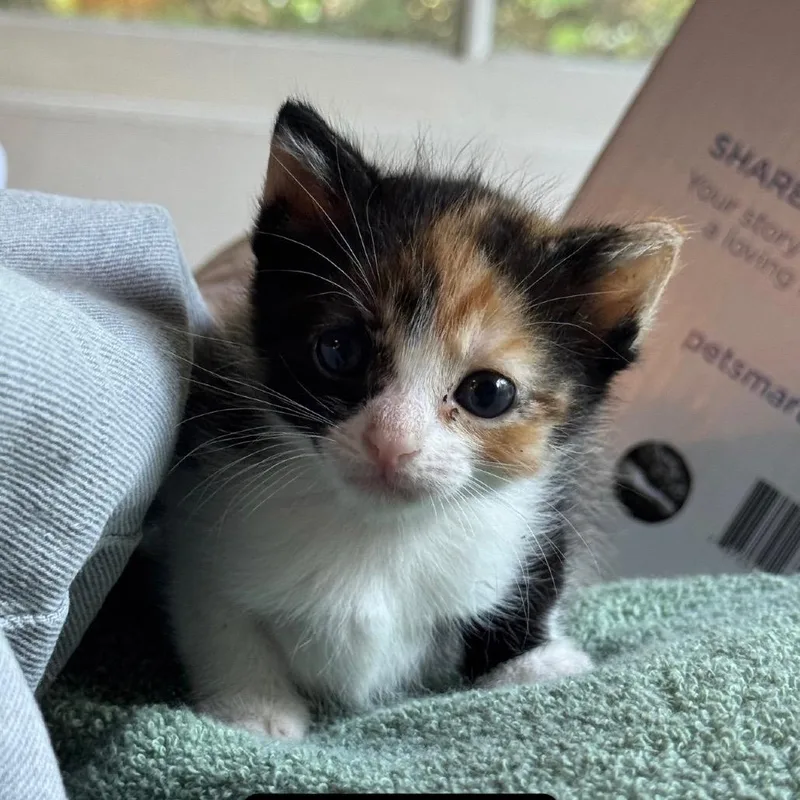 A baby small-sized female Calico Domestic Short Hair cat named Madison for adoption in Los Angeles, CA