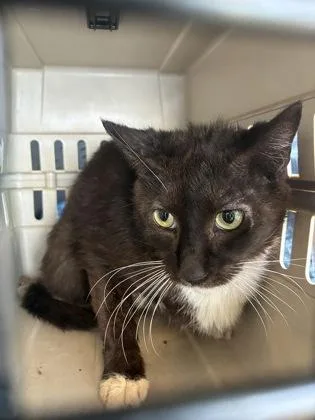An adult medium-sized female Domestic Short Hair cat named Pennywise for adoption in Lafayette, IN