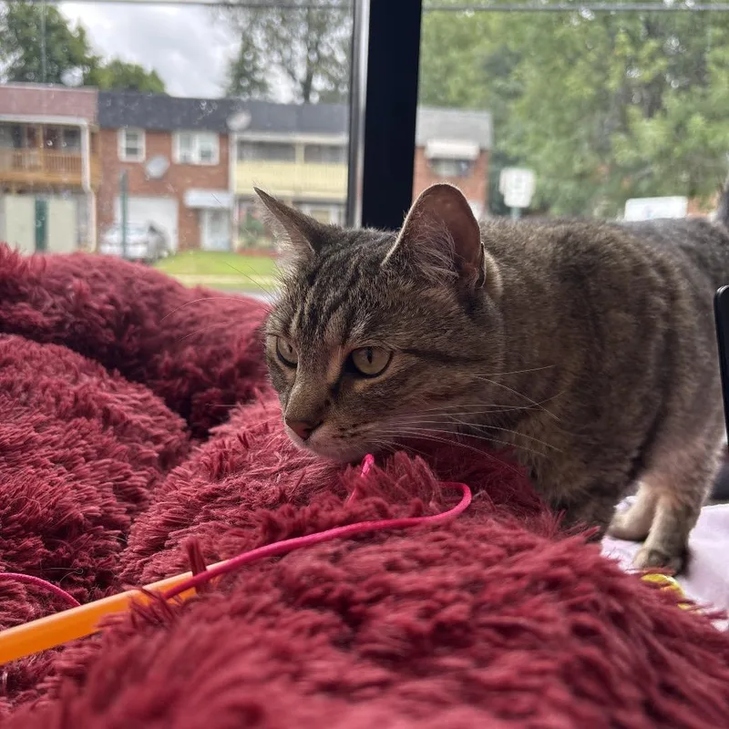 An adult medium-sized female Domestic Short Hair cat named EmPurrress Hairball for adoption in Allentown, PA