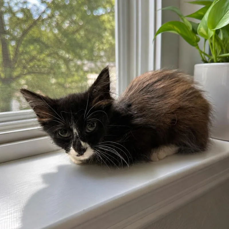 A baby small-sized female Black Domestic Medium Hair cat named Magnolia for adoption in Booneville, AR