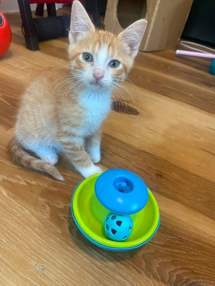 A baby small-sized male Orange & White Domestic Short Hair cat named Calypso for adoption in Shawnee, OK