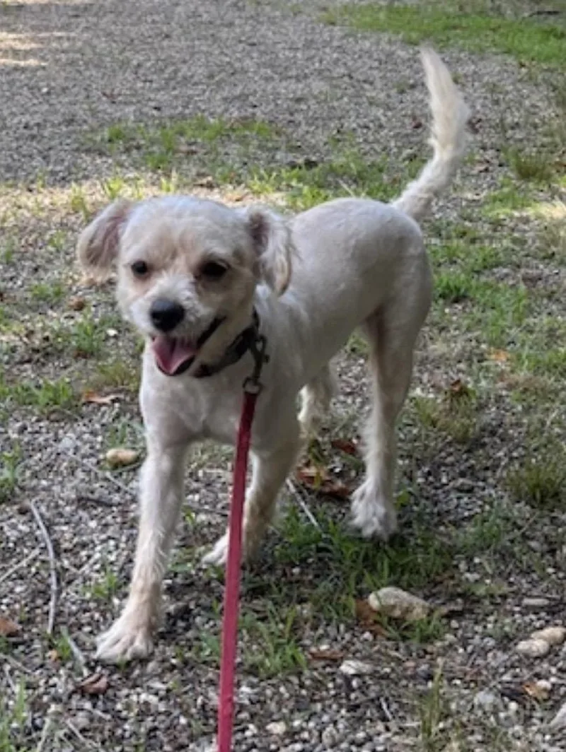 A young small-sized male Miniature Poodle dog named Rockycourtesy for adoption in Mansfield, CT