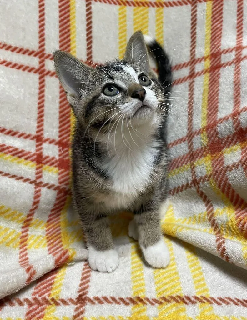 A baby small-sized male Domestic Short Hair cat named Sable for adoption in Jackson, MI