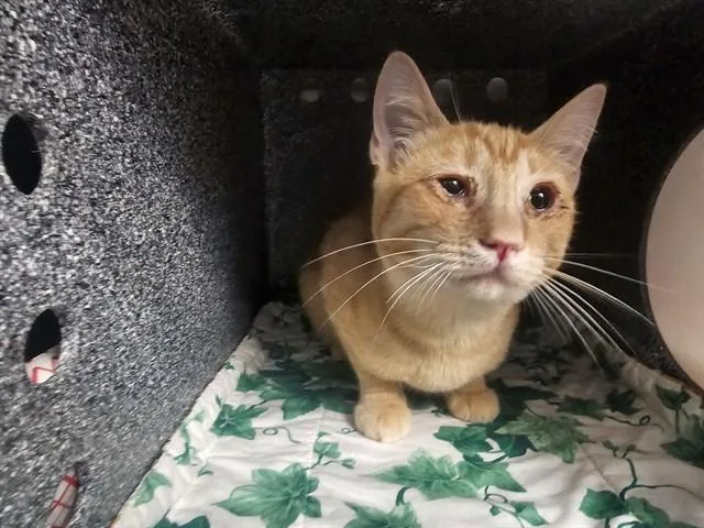 A baby small-sized female Domestic Short Hair cat named Pumpkin for adoption in Pueblo, CO