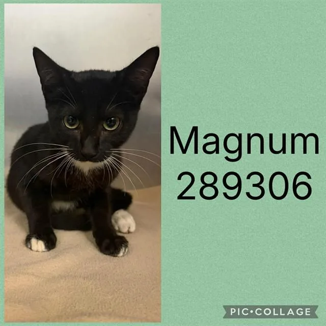 A baby small-sized male Domestic Short Hair cat named Magnum for adoption in Macon, GA