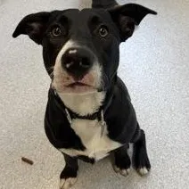 A young medium-sized male Black Mixed Breed dog named Wiggle Worm for adoption in Roseburg, OR