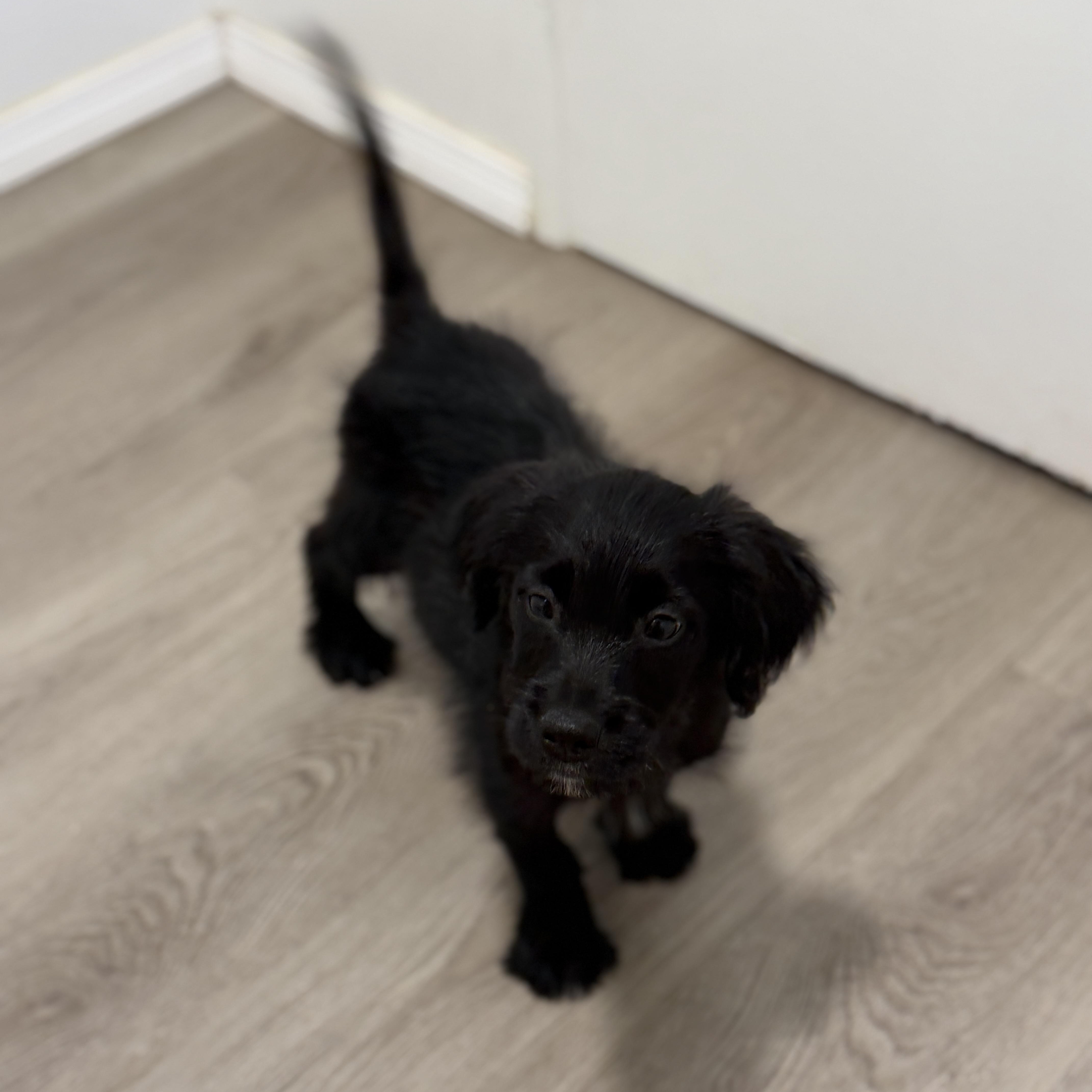 A baby small-sized male Schnoodle dog named Kai for adoption in San Diego, CA