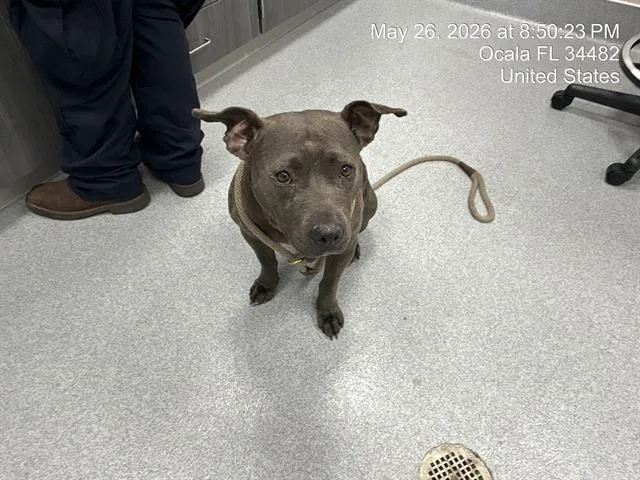 An adult medium-sized female Pit Bull Terrier dog named Chelsea for adoption in Ocala, FL