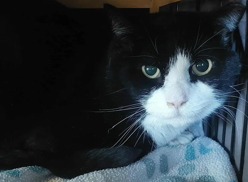 A young medium-sized male Domestic Short Hair cat named Mason for adoption in Acushnet, MA