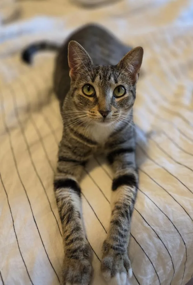 A young medium-sized female Domestic Short Hair cat named Butterfinger for adoption in Brooklyn, NY