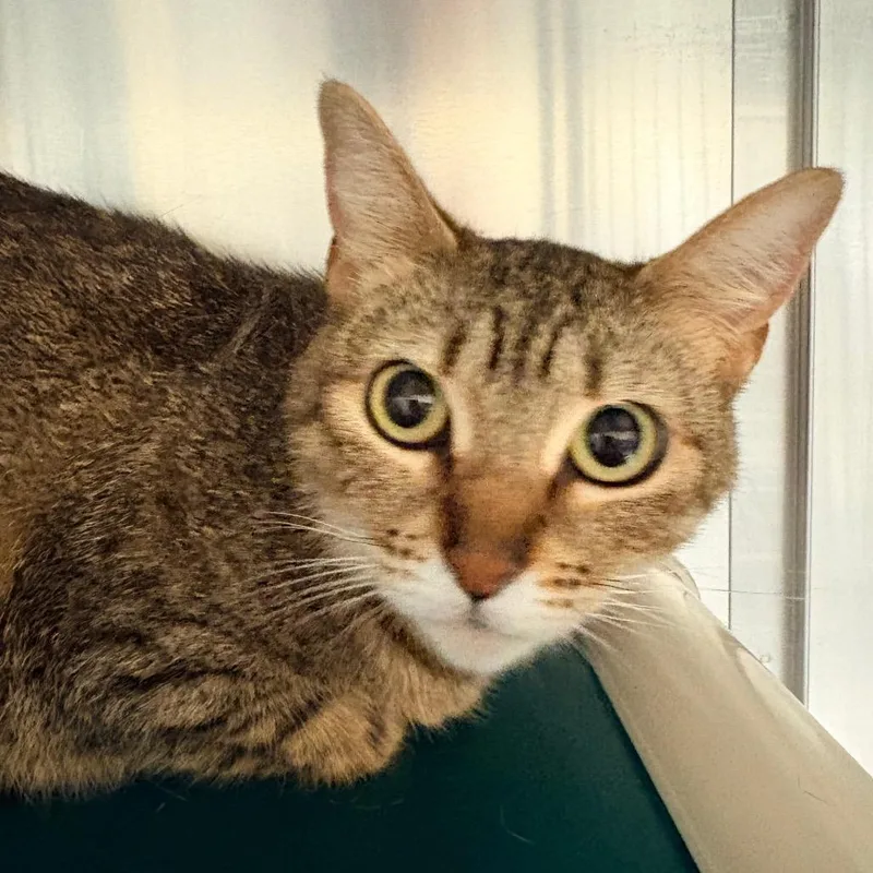 An adult medium-sized female Brown / Chocolate Domestic Short Hair cat named Sandy for adoption in Concord, NC