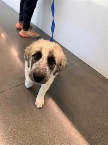 A baby small-sized female Great Pyrenees dog named Lindsay for adoption in San Martin, CA