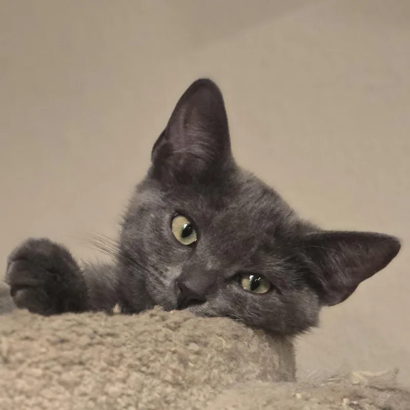 A baby small-sized female Gray / Blue / Silver Domestic Short Hair cat named Crackers for adoption in Los Angeles, CA