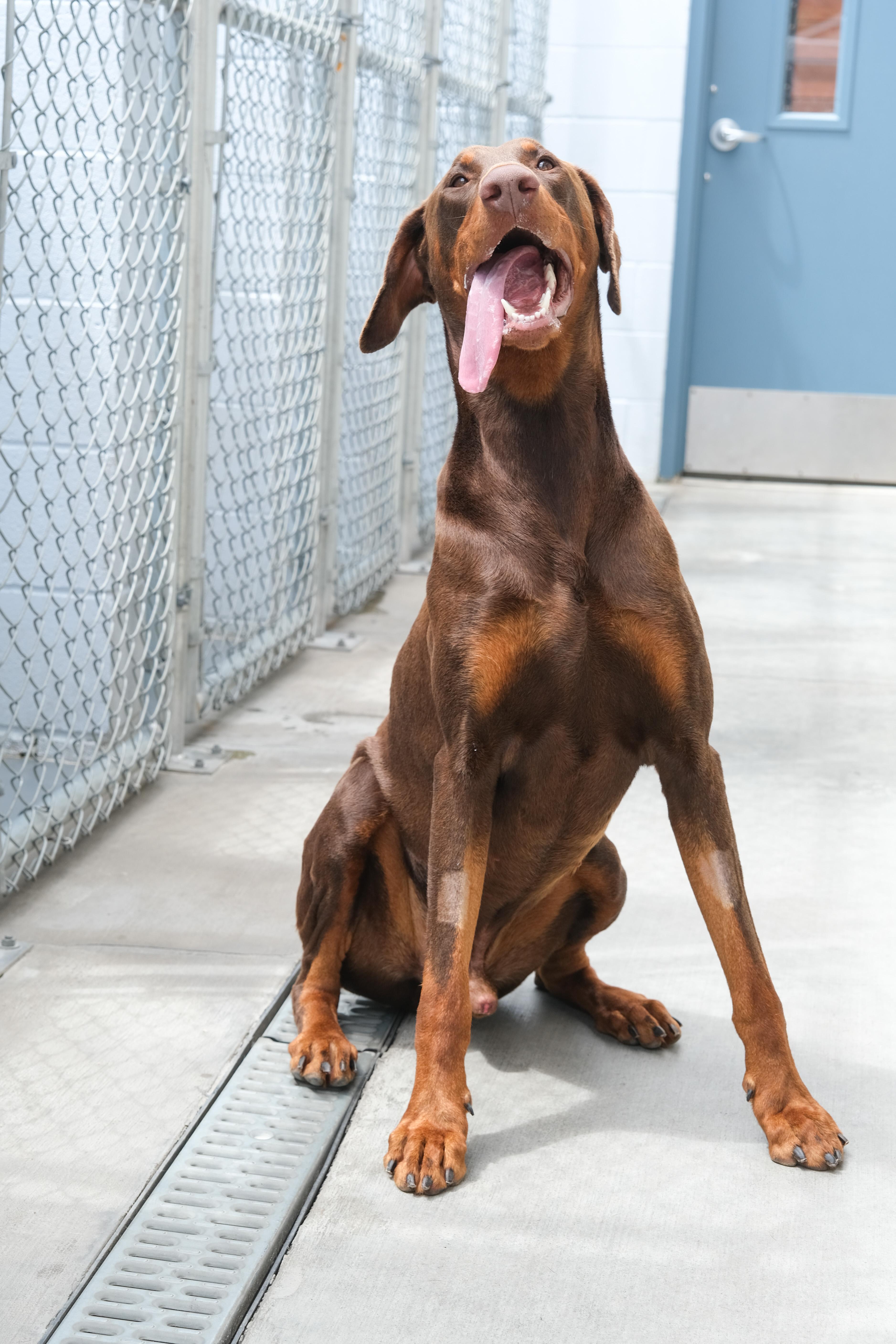 An adult large-sized male Yellow / Tan / Blond / Fawn Doberman Pinscher dog named Chief for adoption in Newport Beach, CA
