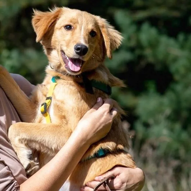 A young medium-sized female Apricot / Beige Golden Retriever dog named Bina for adoption in Morristown, NJ