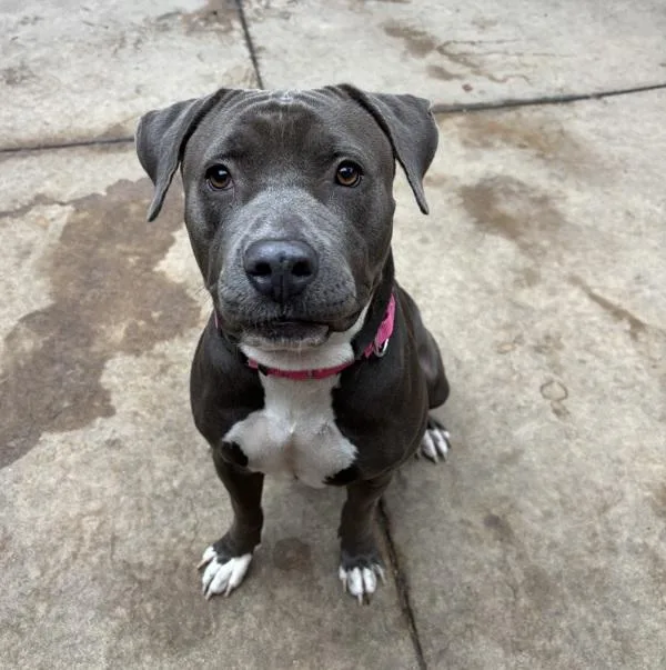 A young medium-sized female American Bully dog named Hula for adoption in San Diego, CA