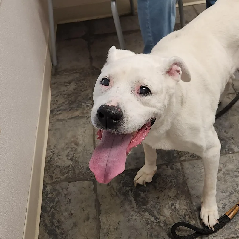 A senior medium-sized male Mixed Breed dog named Dante for adoption in Clifton, NJ