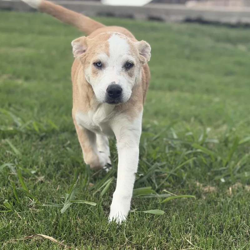 A baby large-sized female Labrador Retriever dog named Pancake for adoption in Krum, TX