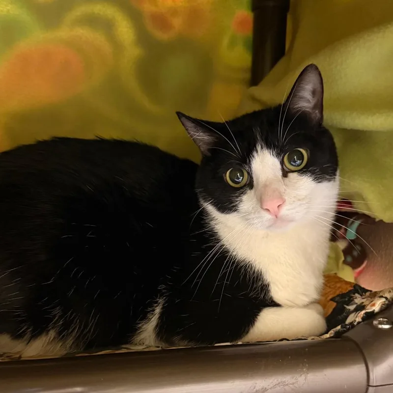 An adult large-sized male White Domestic Short Hair cat named Finn for adoption in Santa Barbara, CA
