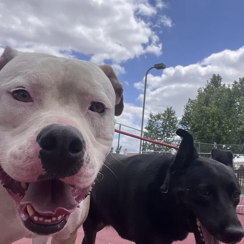 A young large-sized male White / Cream Dogo Argentino dog named Brody for adoption in Sherman Oaks, CA