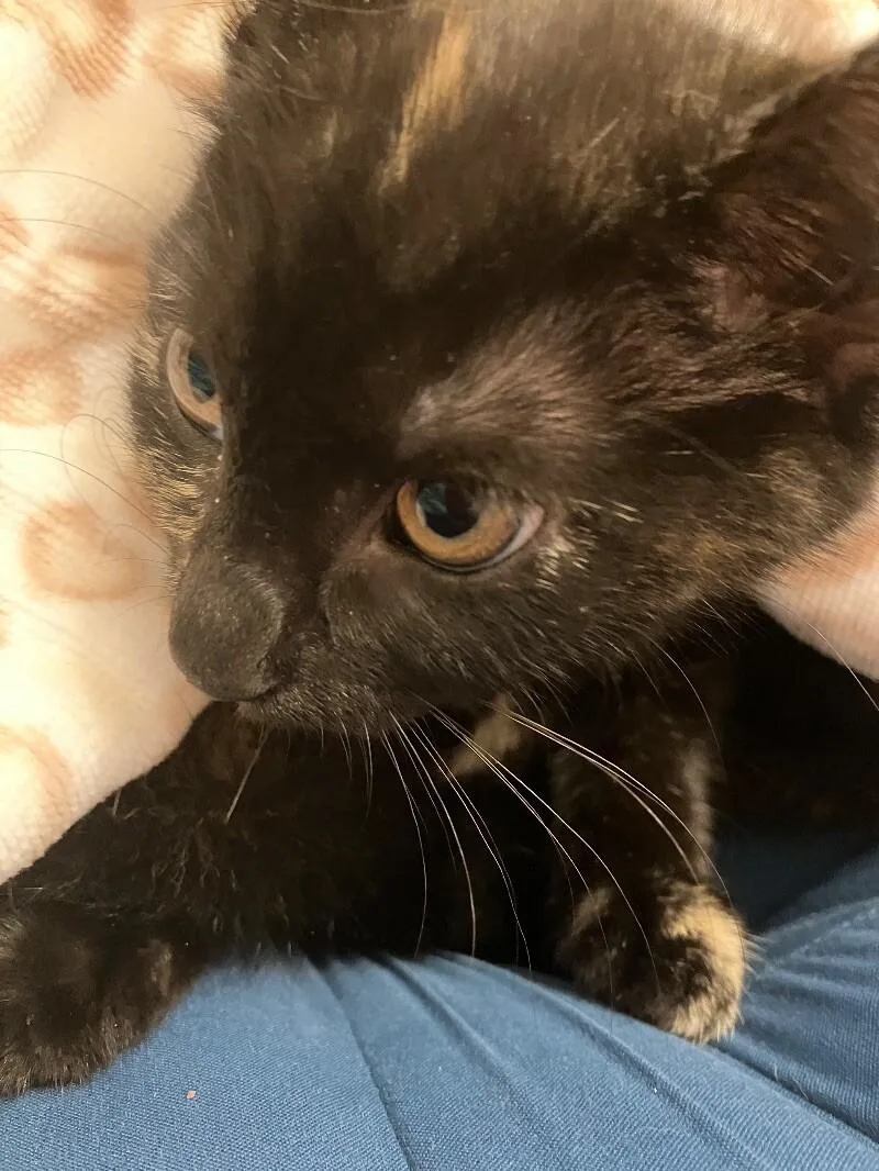 Starling thumbnail 2