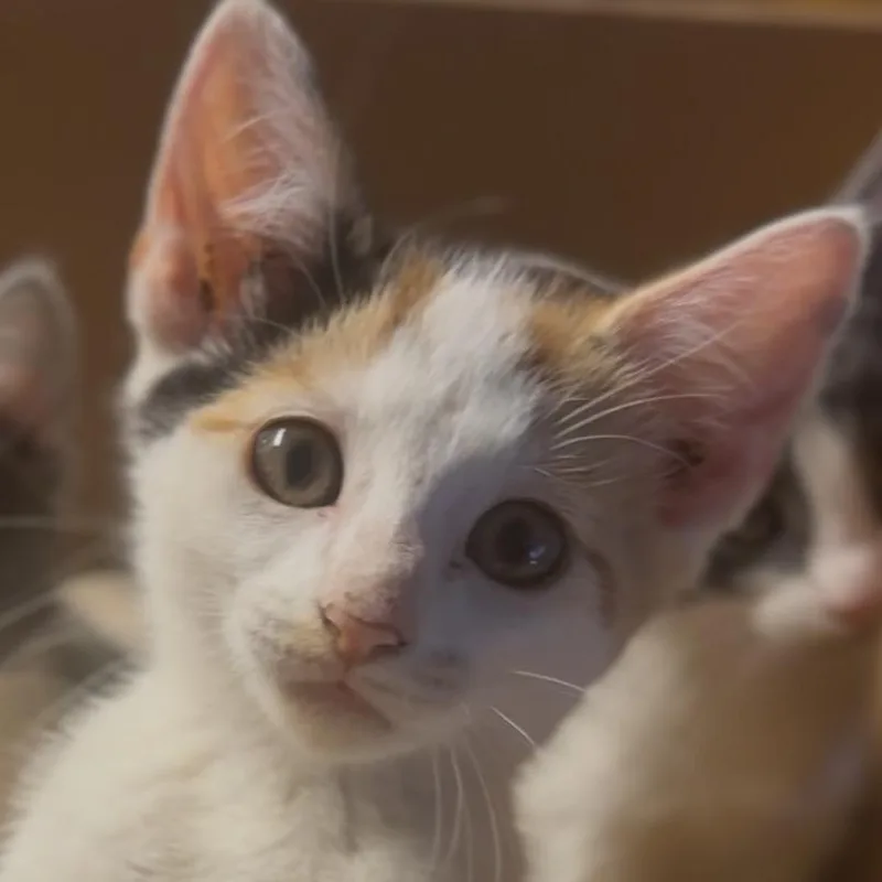 A baby small-sized female Calico Domestic Short Hair cat named Flora for adoption in Midland, TX