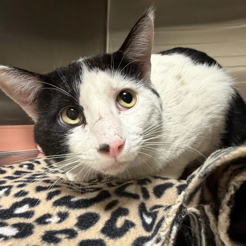 An adult small-sized male White American Shorthair cat named Dude for adoption in Cody, WY
