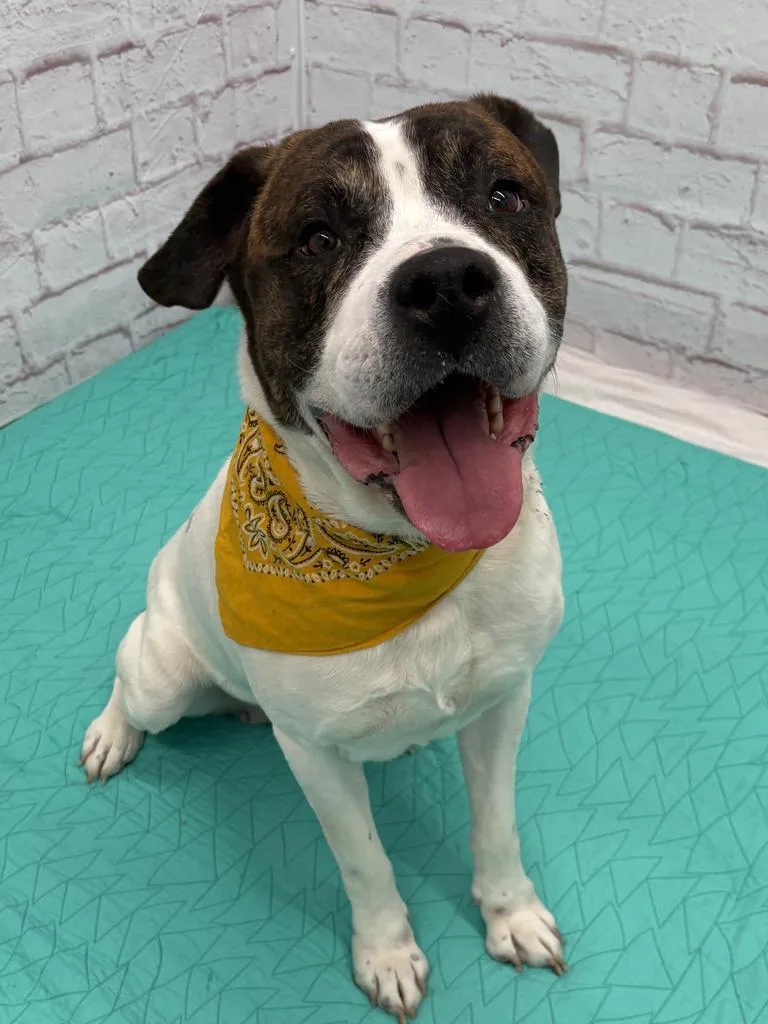 An adult large-sized male Mixed Breed dog named Attenborough for adoption in Detroit, MI
