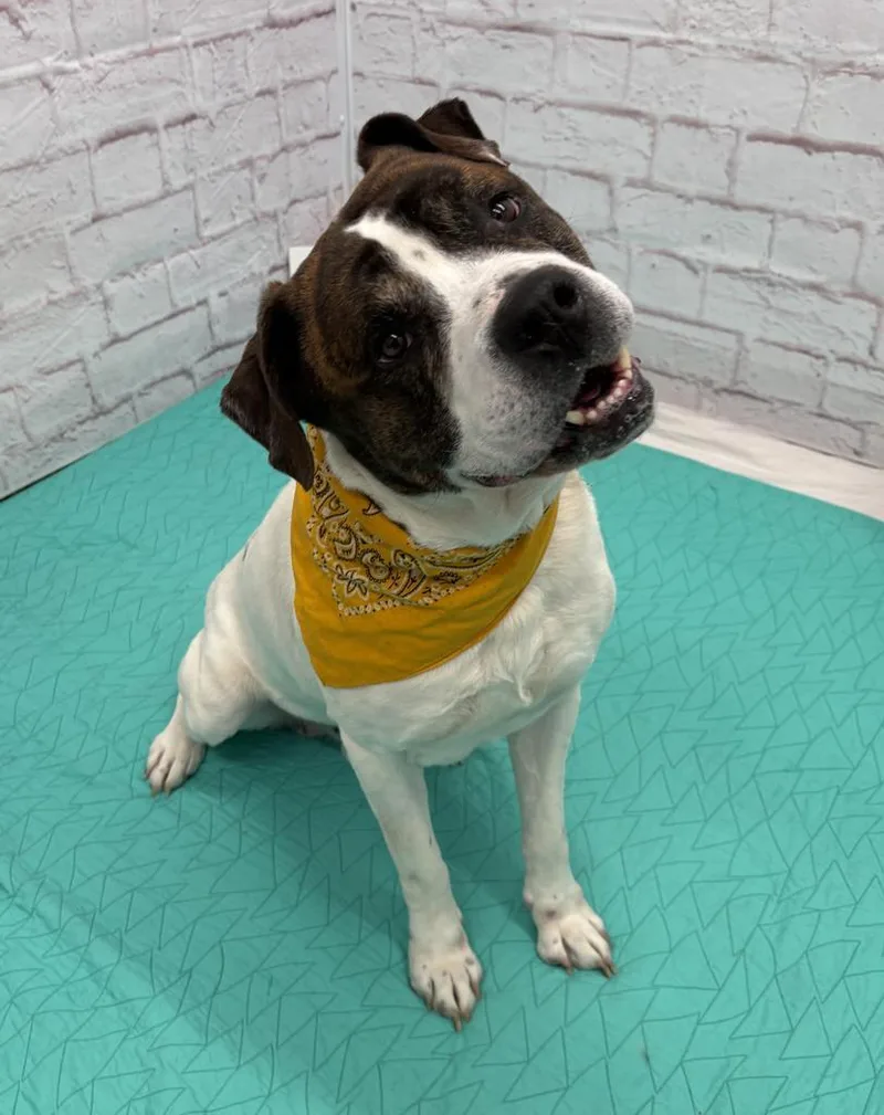 Attenborough thumbnail 2