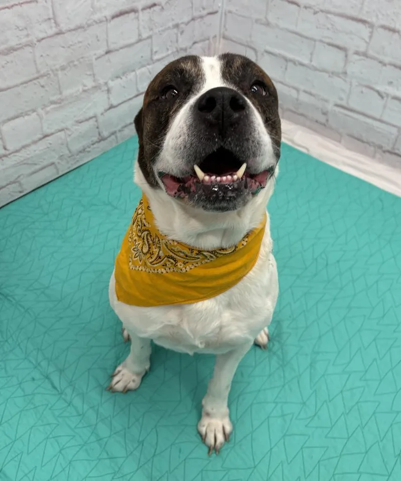 Attenborough thumbnail 3