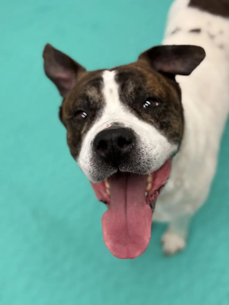 Attenborough thumbnail 4