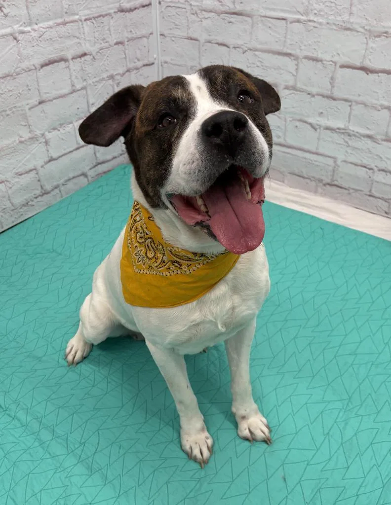 Attenborough thumbnail 5