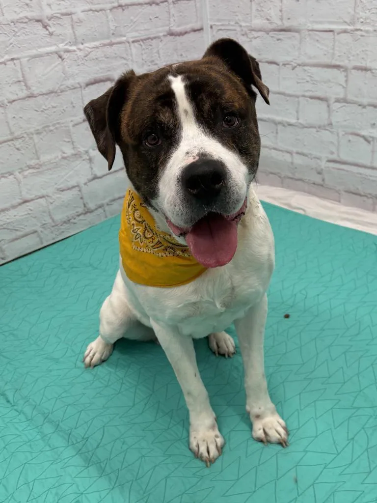 Attenborough thumbnail 6